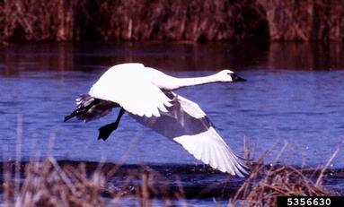 tundra swan, Cygnus columbianus  (Anseriformes: Anatidae) - 5356630