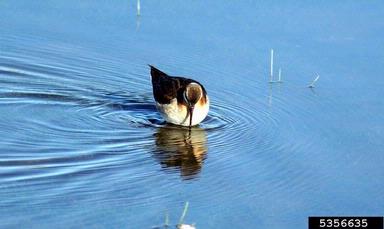 Wilson's phalarope, Phalaropus tricolor  (Ciconiiformes: Scolopacidae) - 5356635