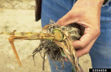 bacteria wilt and soft rot (Dickeya chrysanthemi ) on corn (Zea mays ) - 5356656