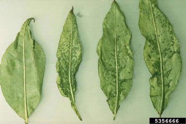 Cherry Rasp Leaf Virus (Nepovirus CRLV ) on peach (Prunus persica ) - 5356666