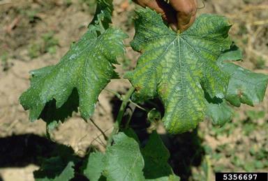 nutrient deficiency (  ) on wine grape (Vitis vinifera ) - 5356697