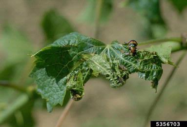 Grapevine Vein Yellows and Leaf Roll (  ) on wine grape (Vitis vinifera ) - 5356703