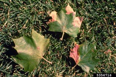 sycamore anthracnose (Apiognomonia veneta ) on American sycamore (Platanus occidentalis ) - 5356716