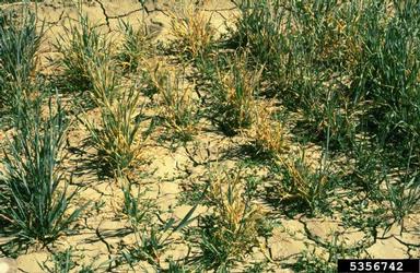 Barley Yellow Dwarf Virus (Luteovirus BYDV ) on common wheat (Triticum aestivum ) - 5356742