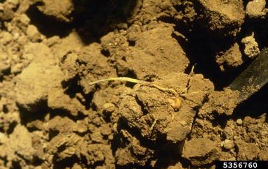 Penicillium fungi (Penicillium spp. ) on corn (Zea mays ) - 5356760