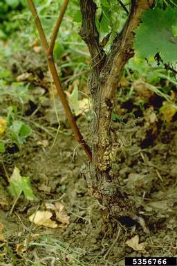 Grapevine Corky Bark-associated Virus (Closterovirus GCBaV ) on wine grape (Vitis vinifera ) - 5356766