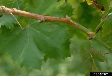 Grapevine Corky Bark-associated Virus (Closterovirus GCBaV ) on wine grape (Vitis vinifera ) - 5356767