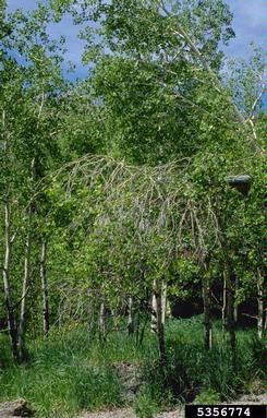 X-disease (Phytoplasma MLO ) on quaking aspen (Populus tremuloides ) - 5356774