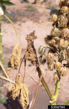 castorbean, Ricinus communis  (Euphorbiales: Euphorbiaceae) - 5356780