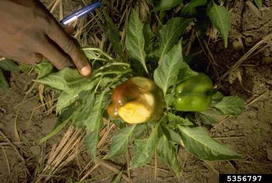 sunscald (  ) on sweet pepper (Capsicum annuum ) - 5356797
