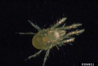twospotted spider mite, Tetranychus urticae  (Acari: Tetranychidae) - 5356811