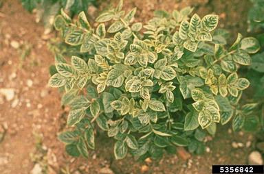 Potato Leaf Roll Virus (Polerovirus PLRV ) on potato (Solanum tuberosum ) - 5356842