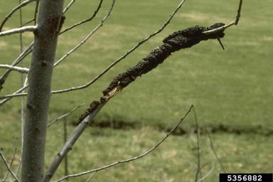 black knot (Apiosporina morbosa ) on plum/cherry (Prunus spp. ) - 5356882