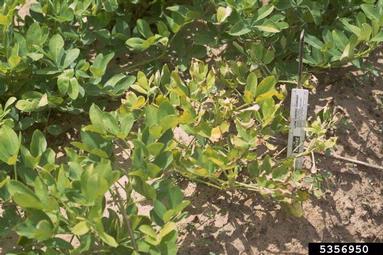peanut, Arachis hypogaea  (Fabales: Fabaceae (Leguminosae)) - 5356950