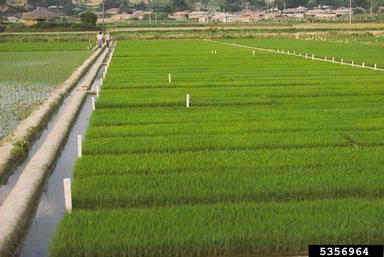 rice, Oryza sativa  (Cyperales: Poaceae) - 5356964
