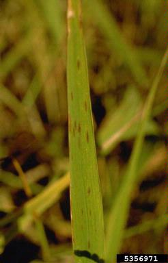 Cercospora fungi (Cercospora spp. ) on rice (Oryza sativa ) - 5356971