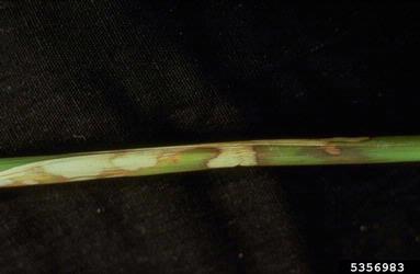 Rhizoctonia damping-off, blight and rot (Rhizoctonia solani ) on rice (Oryza sativa ) - 5356983