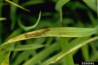 cold injury (low temperature) (  ) on rice (Oryza sativa ) - 5356991