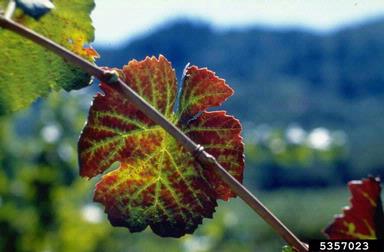 Grapevine Vein Yellows and Leaf Roll (  ) on wine grape (Vitis vinifera ) - 5357023
