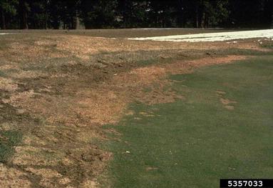 rodents (  ) on turf (general) (  ) - 5357033