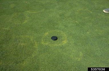 sharp eyespot (Ceratobasidium cereale ) on turf (general) (  ) - 5357036