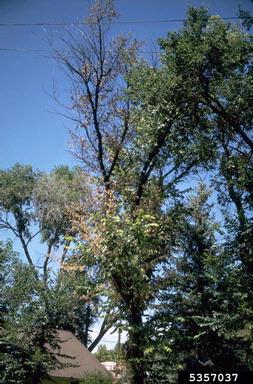 Dutch elm disease (Ophiostoma ulmi ) on elm (Ulmus spp. ) - 5357037