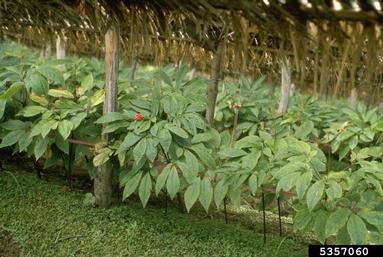 ginseng, Panax spp.  (Apiales: Araliaceae) - 5357060
