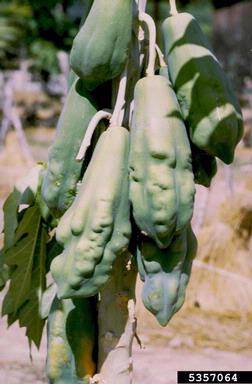papaya, Carica papaya  (Violales: Caricaceae) - 5357064