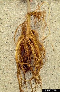 hairy root disease (Rhizobium rhizogenes ) on mulberry (Morus spp. ) - 5357075
