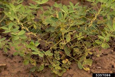Cercospora fungi (Cercospora spp. ) on peanut (Arachis hypogaea ) - 5357086