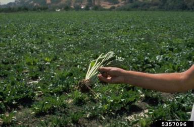 Beet Necrotic Yellow Vein Virus (Benyvirus BNYVV ) on sugar beet (Beta vulgaris ssp. vulgaris (sugar beet group)) - 5357096