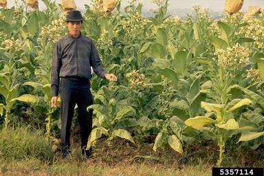 Tobacco Leaf Curl Virus (Begomovirus TLCV ) on tobacco (Nicotiana spp. ) - 5357114