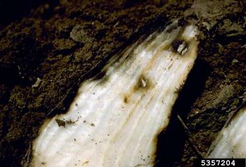 Rhizoctonia damping-off, blight and rot (Rhizoctonia solani ) on sugar beet (Beta vulgaris ssp. vulgaris (sugar beet group)) - 5357204