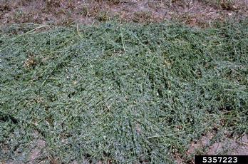 alfalfa, Medicago sativa  (Fabales: Fabaceae (Leguminosae)) - 5357223