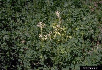 stem and bulb nematode (Ditylenchus dipsaci ) on alfalfa (Medicago sativa ) - 5357227
