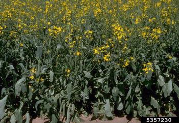 canola, Brassica napus var. napus (Capparales: Brassicaceae) - 5357230