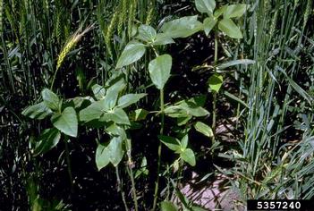 common sunflower, Helianthus annuus  (Asterales: Asteraceae) - 5357240