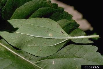 rust (Puccinia helianthi ) on common sunflower (Helianthus annuus ) - 5357245