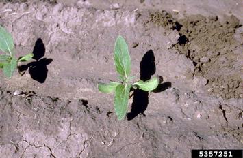 sunflower, Helianthus spp.  (Asterales: Asteraceae) - 5357251