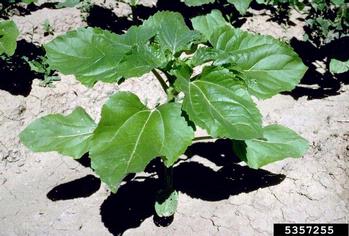 sunflower, Helianthus spp.  (Asterales: Asteraceae) - 5357255