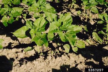 sunflower, Helianthus spp.  (Asterales: Asteraceae) - 5357257