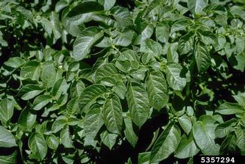 potato, Solanum tuberosum  (Solanales: Solanaceae) - 5357294