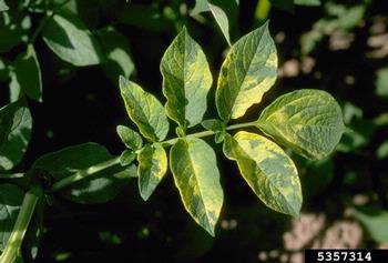 Alfalfa Mosaic Virus (Alfamovirus AMV ) on potato (Solanum tuberosum ) - 5357314