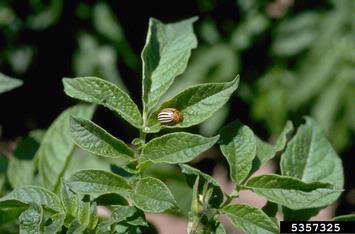Colorado potato beetle (Leptinotarsa decemlineata ) on potato (Solanum tuberosum ) - 5357325