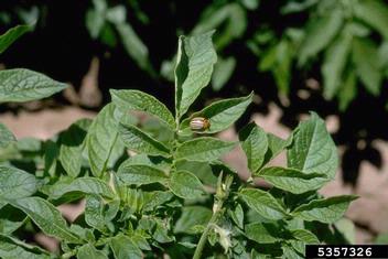Colorado potato beetle (Leptinotarsa decemlineata ) on potato (Solanum tuberosum ) - 5357326