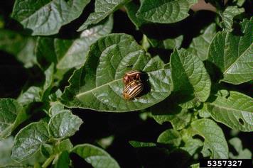 Colorado potato beetle (Leptinotarsa decemlineata ) on potato (Solanum tuberosum ) - 5357327