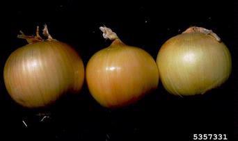 garden onion, Allium cepa  (Liliales: Liliaceae) - 5357331