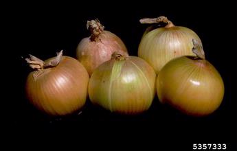 garden onion, Allium cepa  (Liliales: Liliaceae) - 5357333