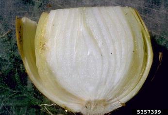 Pantoea rot and blight (Pantoea ananatis pv. ananatis) on garden onion (Allium cepa ) - 5357399