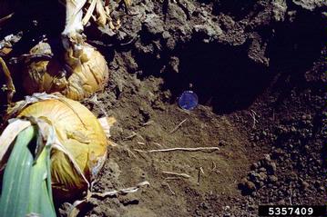 garden onion, Allium cepa  (Liliales: Liliaceae) - 5357409